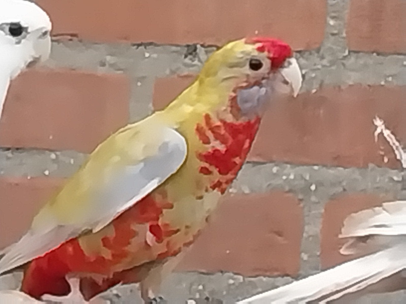 te koop penant rosella mutaties, Vrouwelijk, Parkiet, Geringd