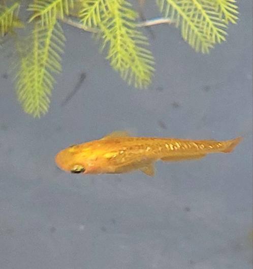 Champagne Japanse rijstvis, Medaka, Mini-koi volwassen, jong, Overige soorten