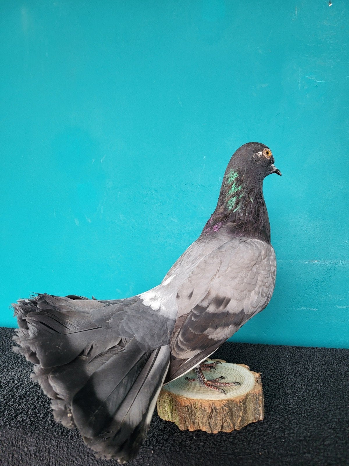 Een prachtige opgezette duif!Nr 2, Ophalen, Nieuw, Vogel, Opgezet dier