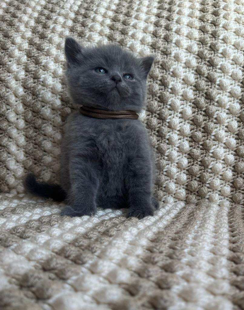 Prachtige Raszuivere Britse Korthaar Kitten + Kittenpakket!, Dieren en Toebehoren, Kater, Ontwormd, 0 tot 2 jaar