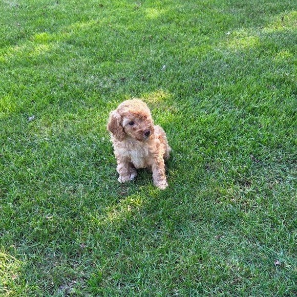 labradoodle pup mini F3 hypoallergeen teefje abrikoos, Overige rassen, CDV (hondenziekte), 8 tot 15 weken, Meerdere