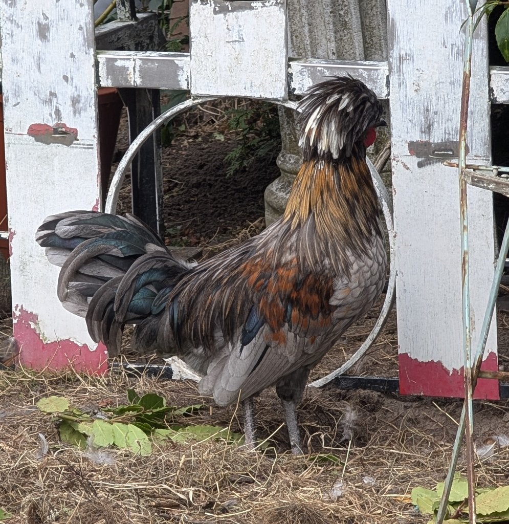 hollandse kuifhoen kriel haan, Dieren en Toebehoren, Mannelijk, Kip