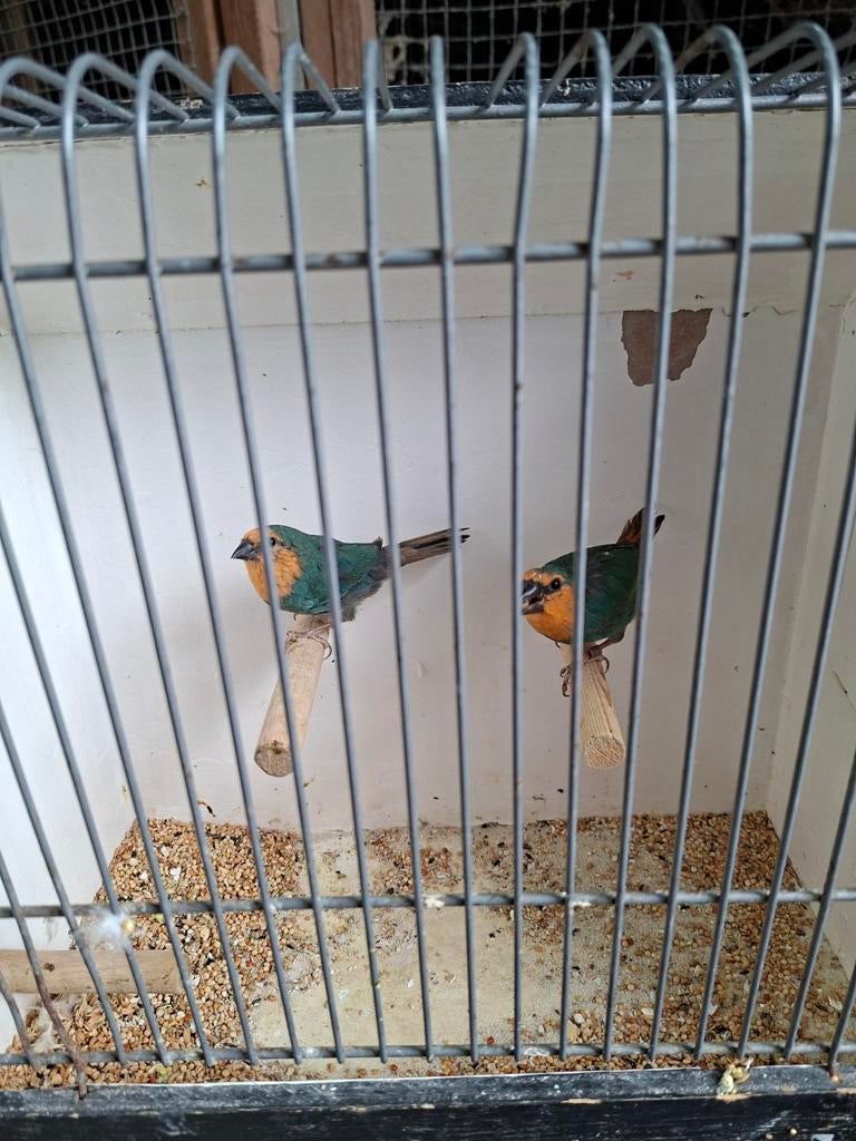 Koppel zeegroen papegaai amedine, Meerdere dieren