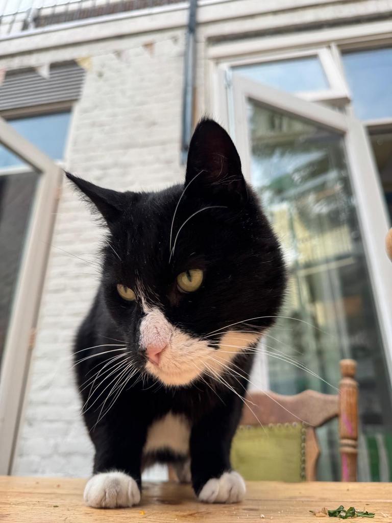 Kat Zeus, zwart met witte vlekjes, Dieren en Toebehoren, Katten en Kittens | Overige Katten, Kater, Kortharig, 6 jaar of ouder