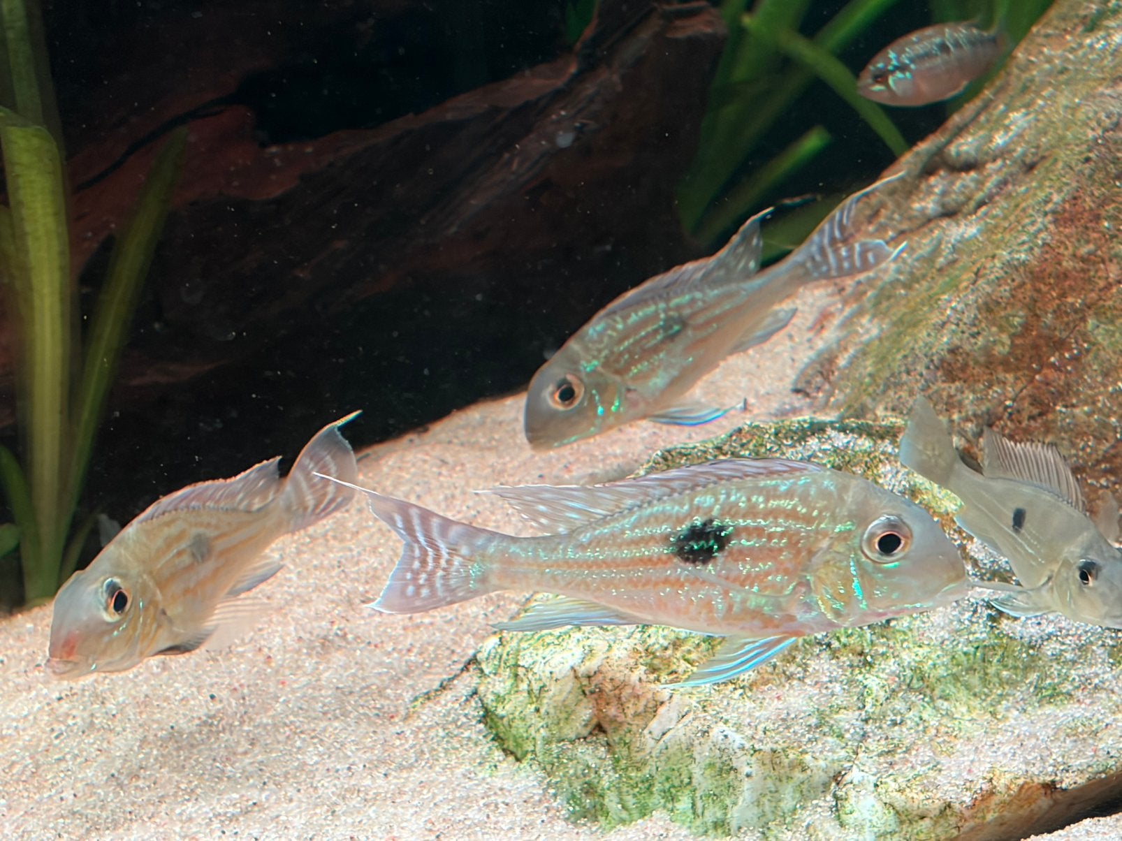 Geophagus Sveni Rio Parana, Dieren en Toebehoren, Vissen | Aquariumvissen, Vis
