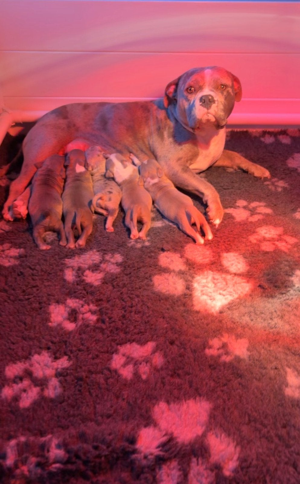 American bully pups, Overige rassen, 8 tot 15 weken, Meerdere, Meerdere dieren