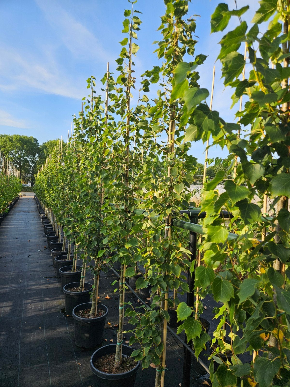 tilia mongolica 'Buda' te koop!, Bloeit niet, Halfschaduw, Overige soorten, 250 tot 400 cm