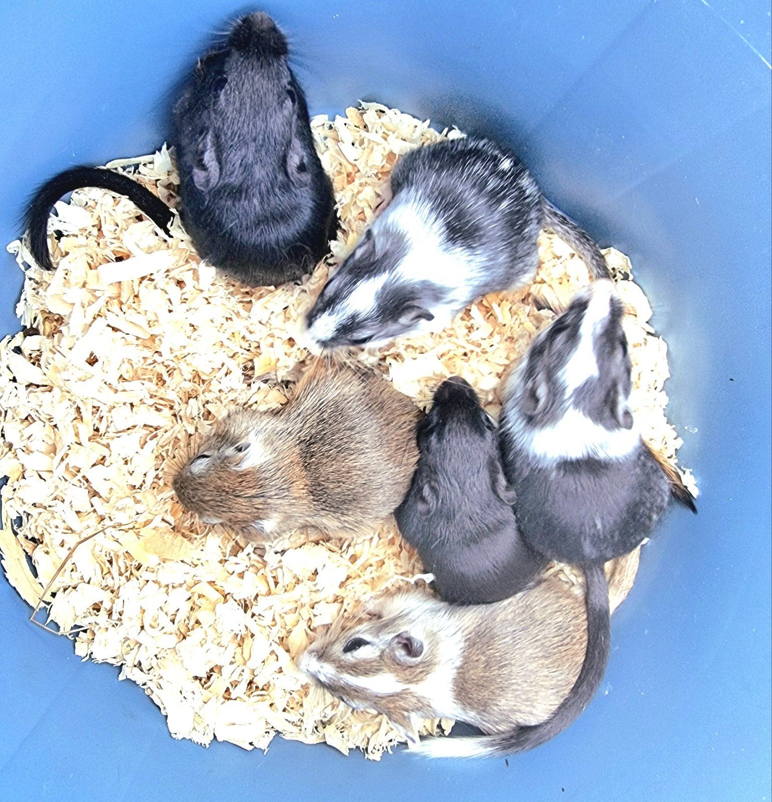 Leuk alternatief voor een hamster, gerbils handtam, Dieren en Toebehoren, Mei, Meerdere dieren, Tam