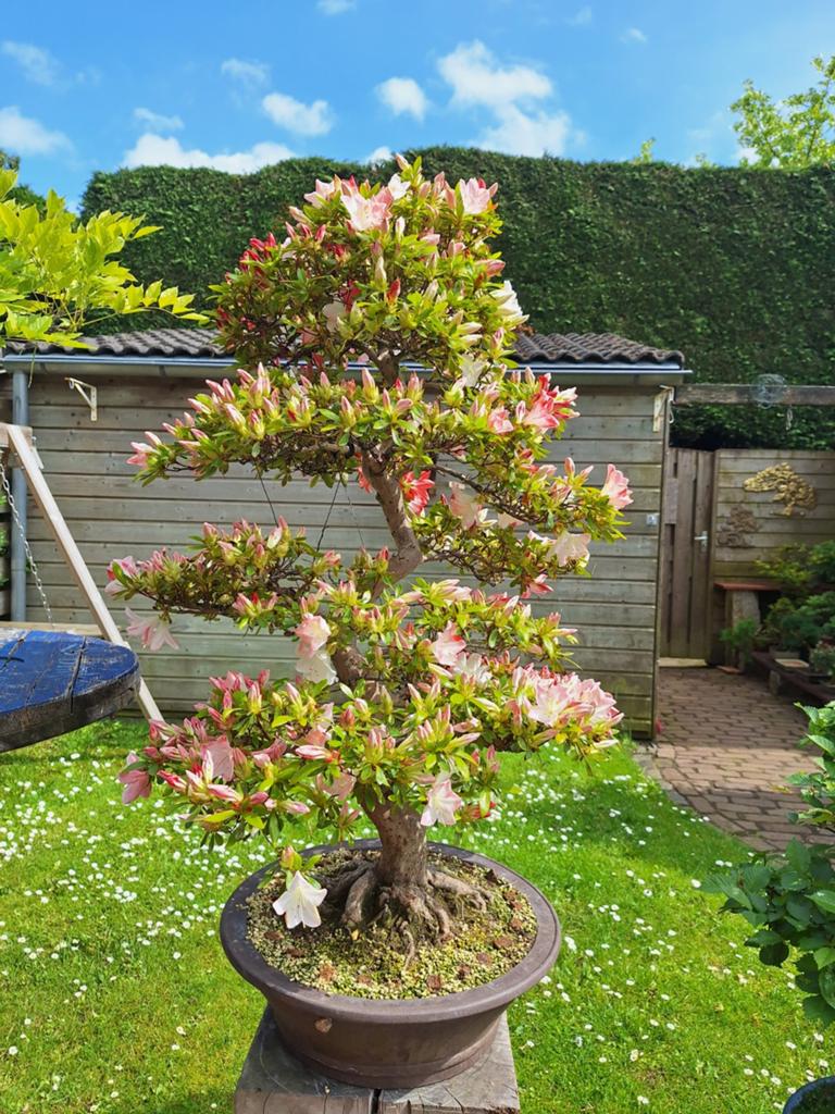 Azalea bonsai, Volle zon, Bloeit niet, Minder dan 100 cm, Overige soorten