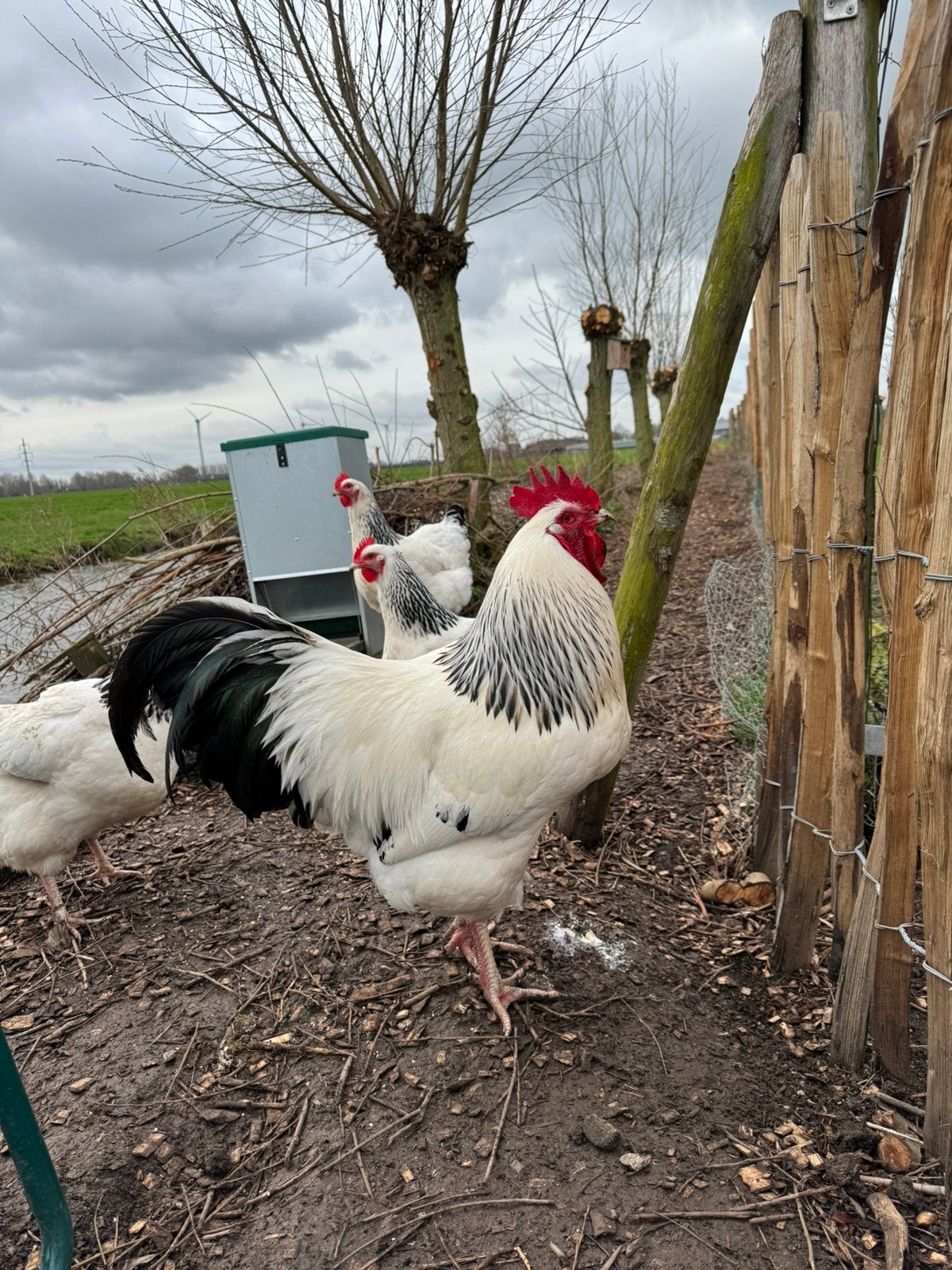 Broedeieren rasechte Sussex Columbia, Vrouwelijk, Kip