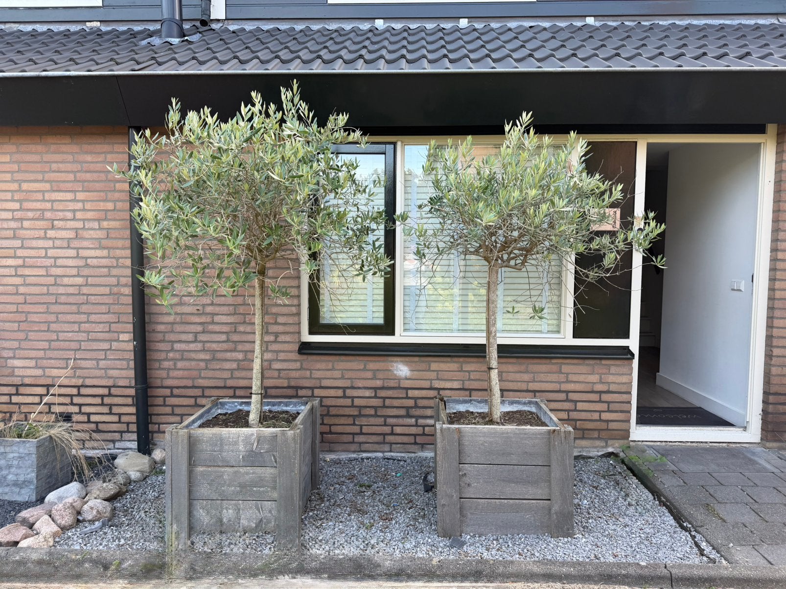 2 mooie olijfbomen, Ophalen, Volle zon, Olijfboom, 100 tot 250 cm