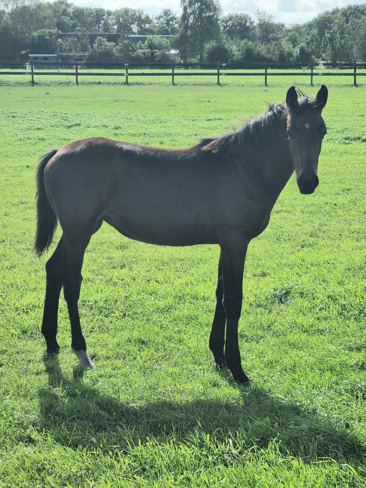 Te koop: merrie veulen, Dieren en Toebehoren, Merrie, 0 tot 2 jaar