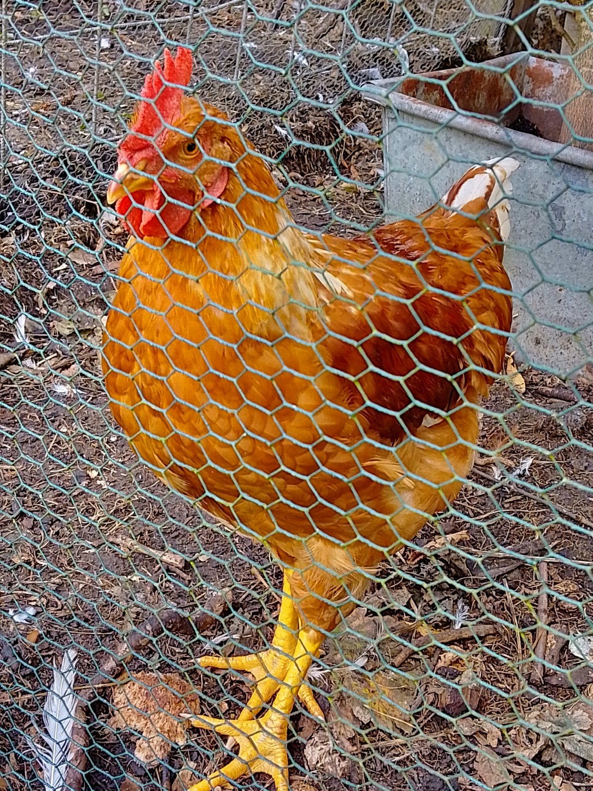 bruin oranje haan, Dieren en Toebehoren, Meerdere dieren, Kip