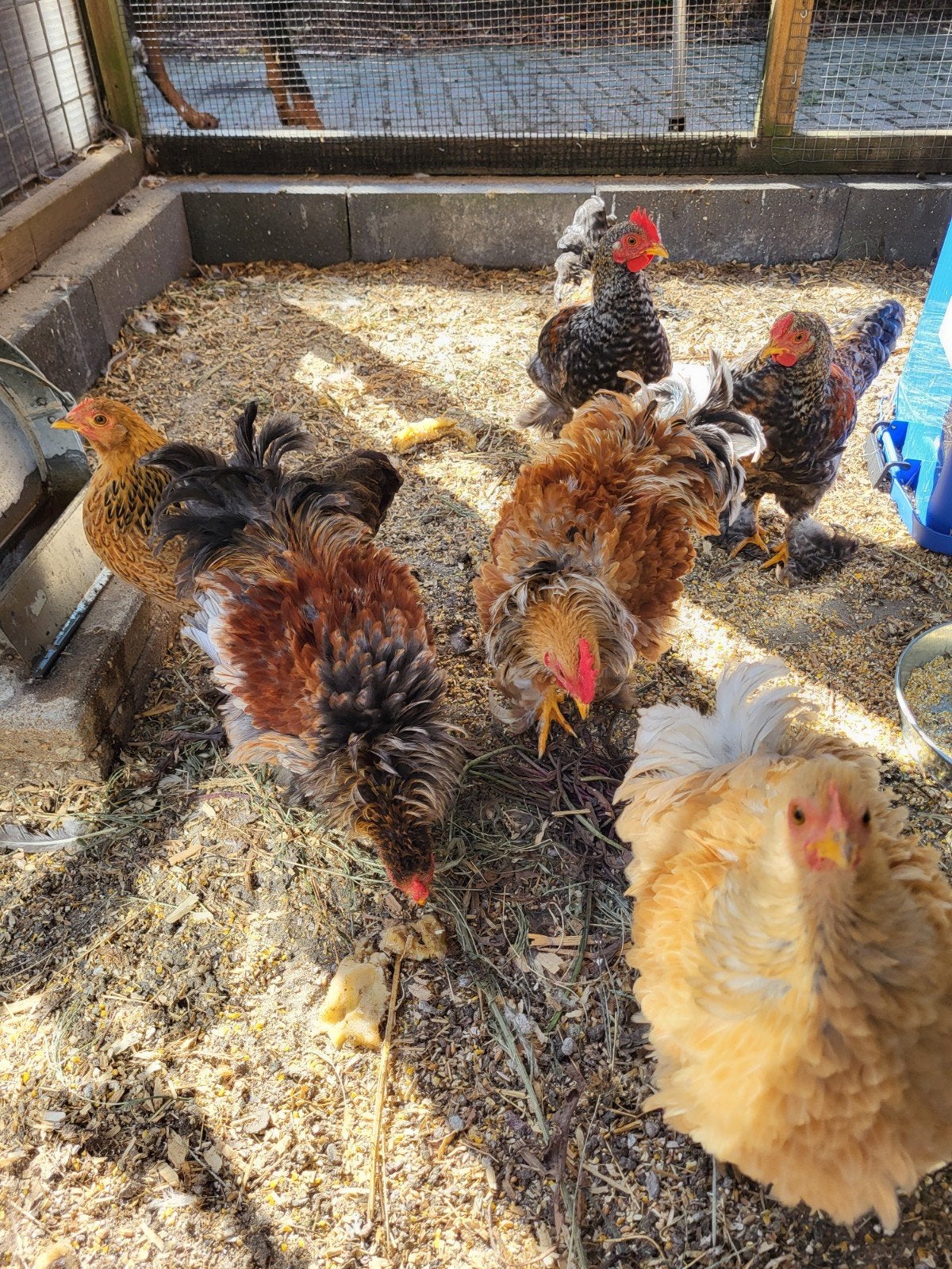 Jonge krulgevederde kipjes en haantjes, Meerdere dieren, Kip