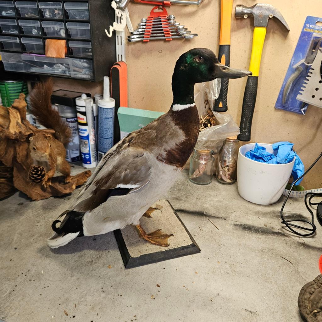 Opgezette Wilde Eend opgezet taxidermie taxidermy woerd, Ophalen of Verzenden, Gebruikt, Vogel, Opgezet dier