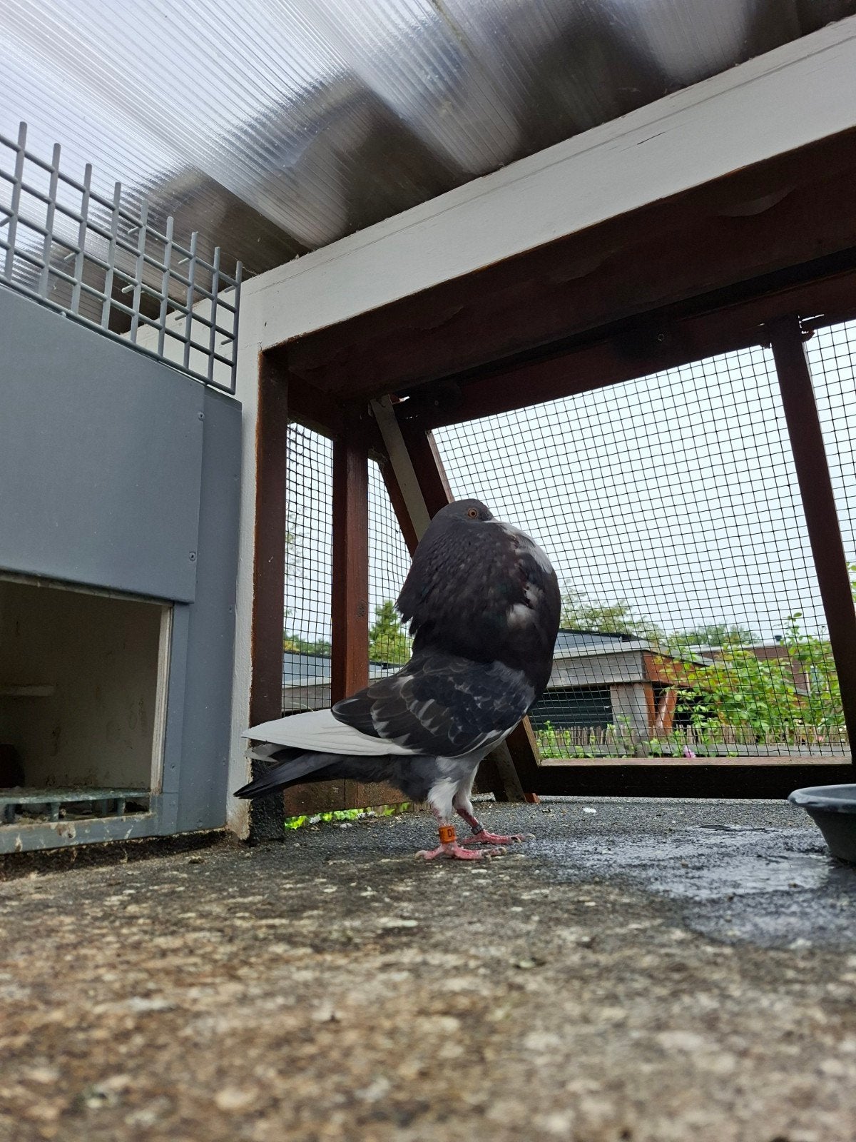 mooie jonge krasbonte doffer, Dieren en Toebehoren, Vogels | Duiven, Mannelijk, Kropper