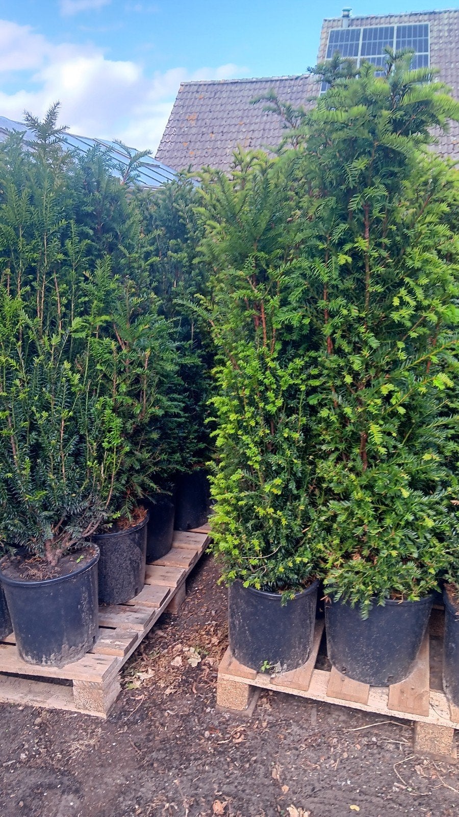 Taxus baccata struik, Ophalen, Taxus