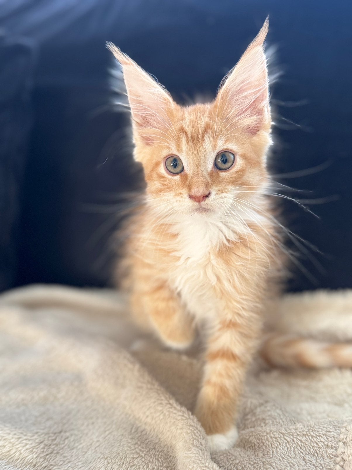 MAINE COON KITTENS, Dieren en Toebehoren, Meerdere dieren, Ontwormd, 0 tot 2 jaar