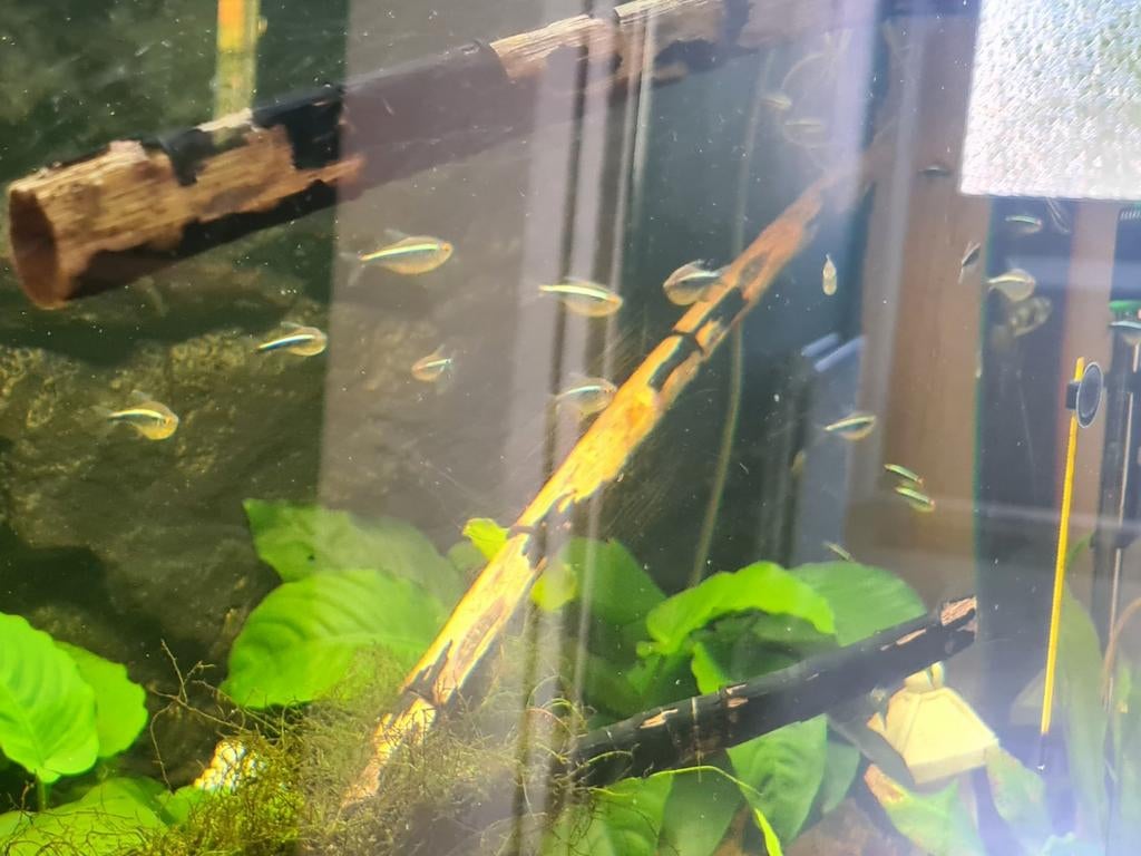 Zwarte neon tetra`s vissen, Dieren en Toebehoren, Vissen | Aquariumvissen, Vis