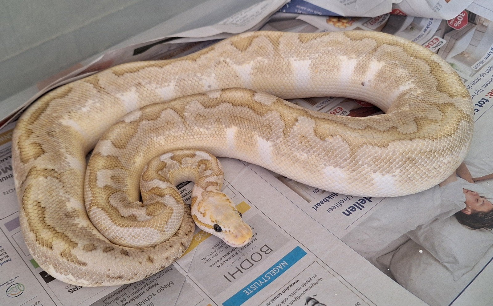 bamboo spotnose pastel 100%het clown, Slang, 0 tot 2 jaar