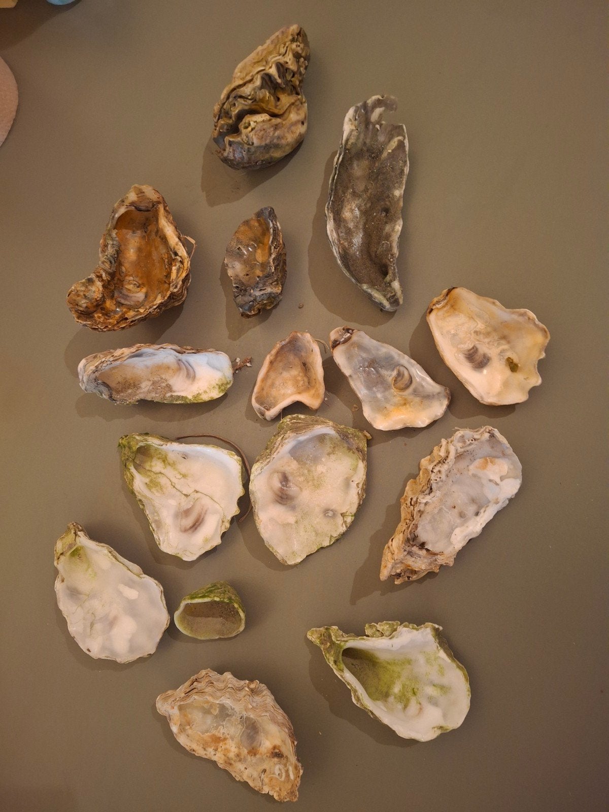Prachtige oesterschelpen, Ophalen of Verzenden