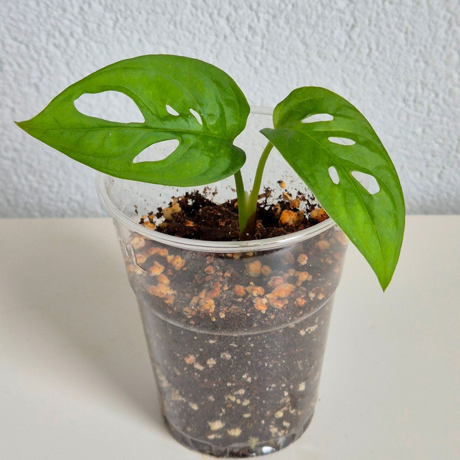 Monstera adansonii / Monkey Mask / Gatenplant, Overige soorten, In pot, Minder dan 100 cm, Groene kamerplant