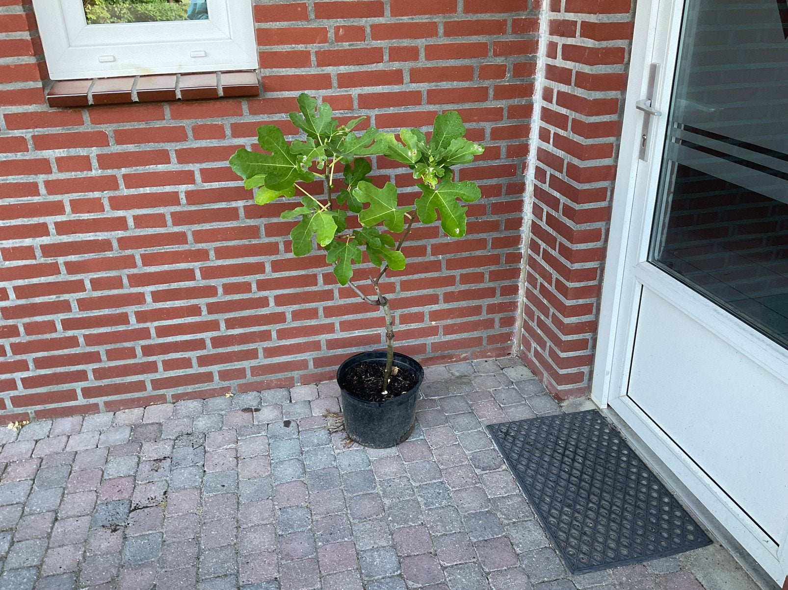 Ficus carica "Brown Turkey" - Vijgenstruik Vijg  Vijgenplant, Overige soorten, 100 tot 250 cm, Ophalen, Volle zon