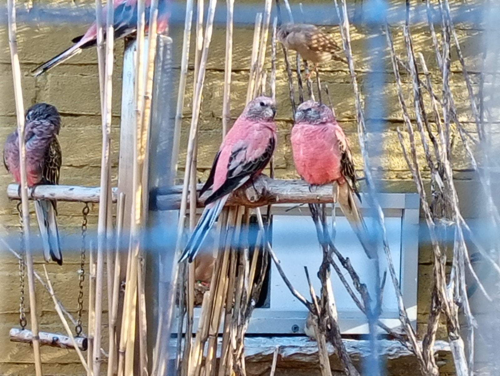 Neophema's te koop., Dieren en Toebehoren, Vogels | Parkieten en Papegaaien, Meerdere dieren