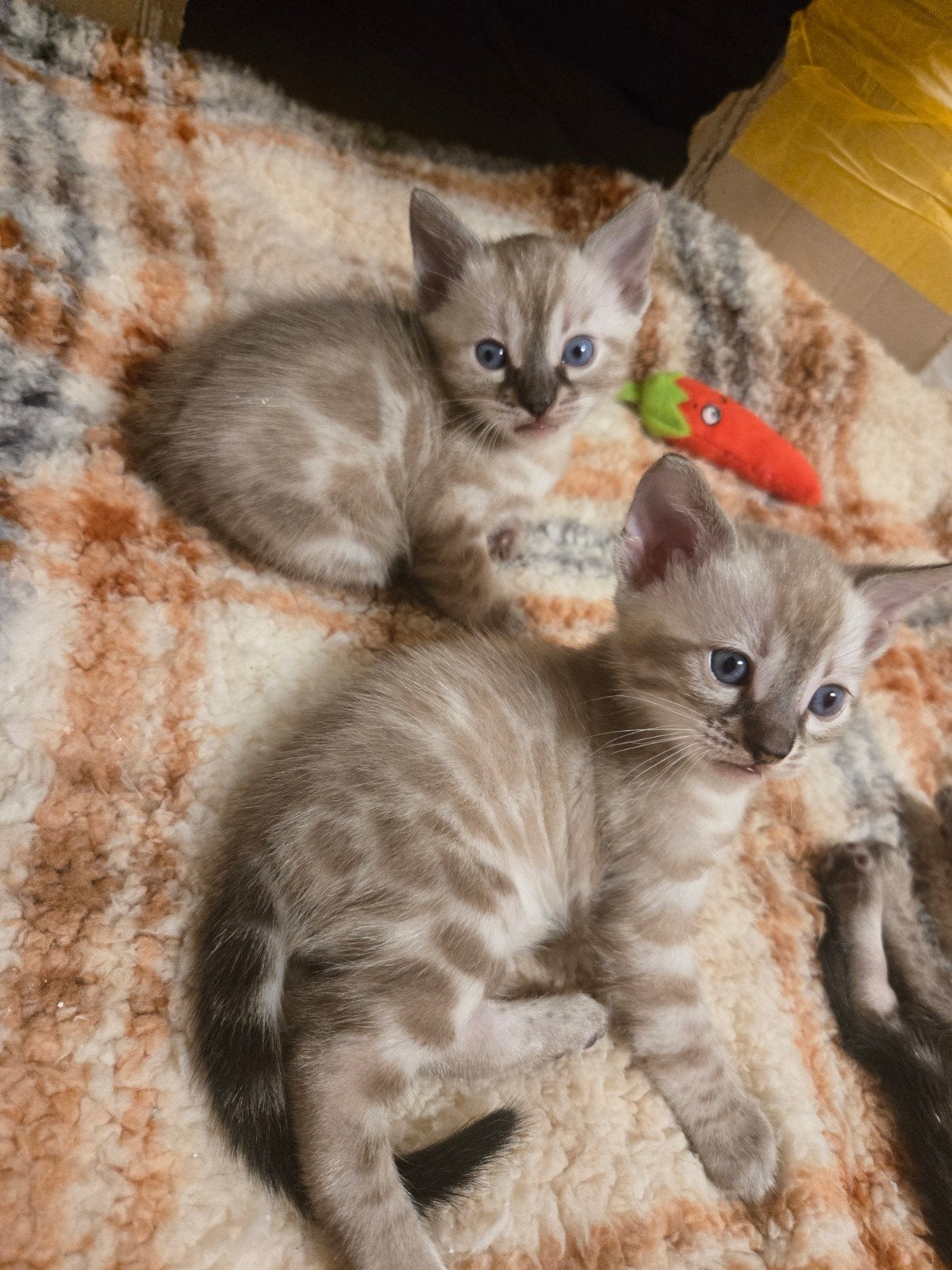 🐆 Bengaal Kitten  💯 Stamboom Charcoal Lynx - Mink, Dieren en Toebehoren, Meerdere dieren