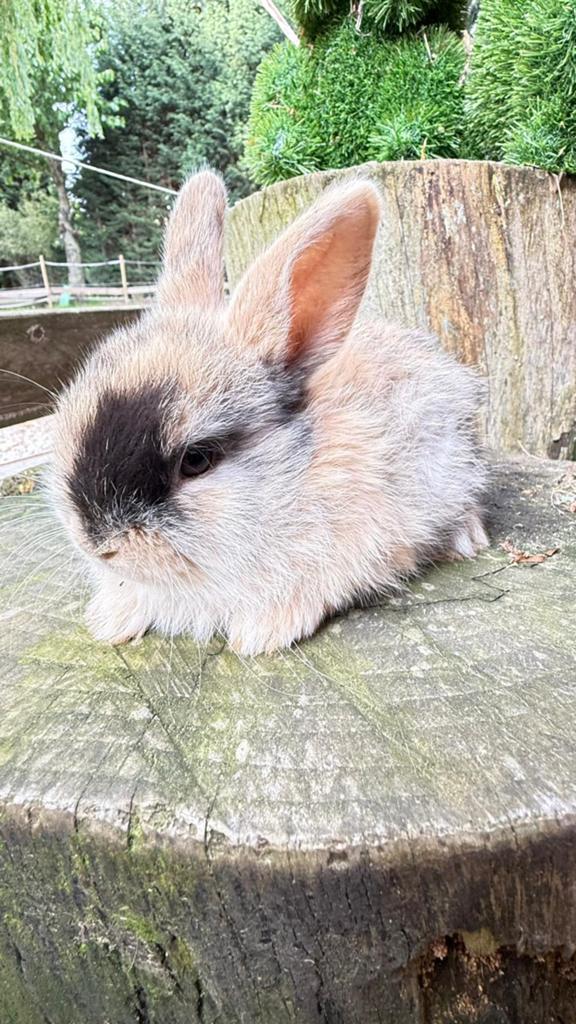 Prachtige half satijn en half kleurdwerg konijntjes te koop!, Dieren en Toebehoren, Meerdere dieren, Dwerg