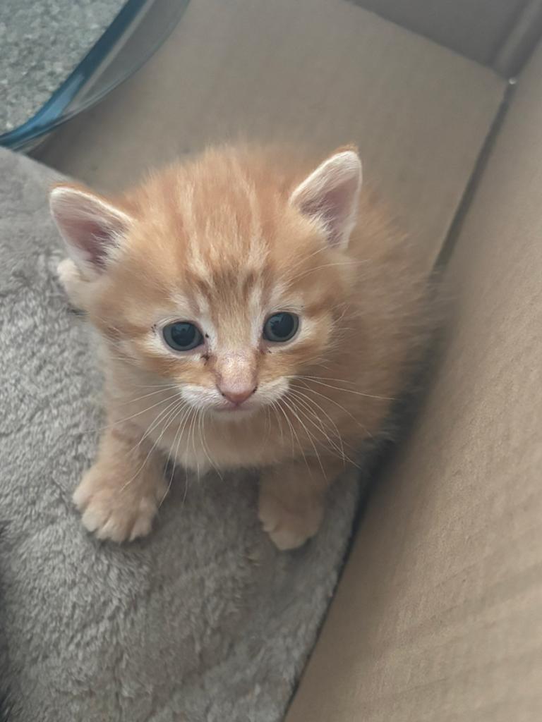 Kitten kater, Dieren en Toebehoren, Katten en Kittens | Overige Katten, Kater