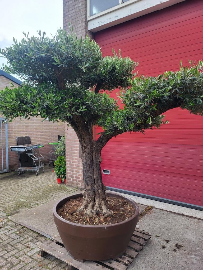 Zeer mooie oude grillerige olijfbomen in mooie sierpot !, Volle zon, Ophalen of Verzenden, 100 tot 250 cm, Olijfboom