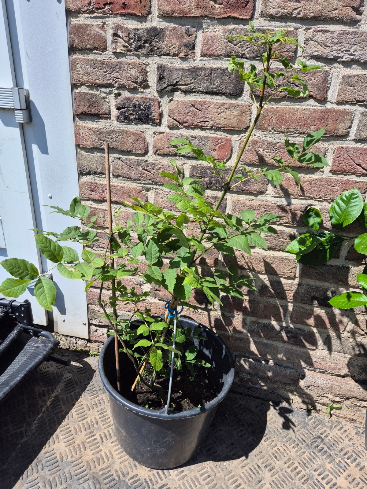 Jonge gewone es (Fraxinus excelsior), Tuin en Terras, Ophalen
