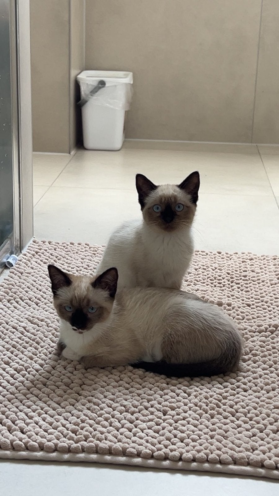 5 Siamese kittens aangeboden, Meerdere dieren, Ontwormd, 0 tot 2 jaar
