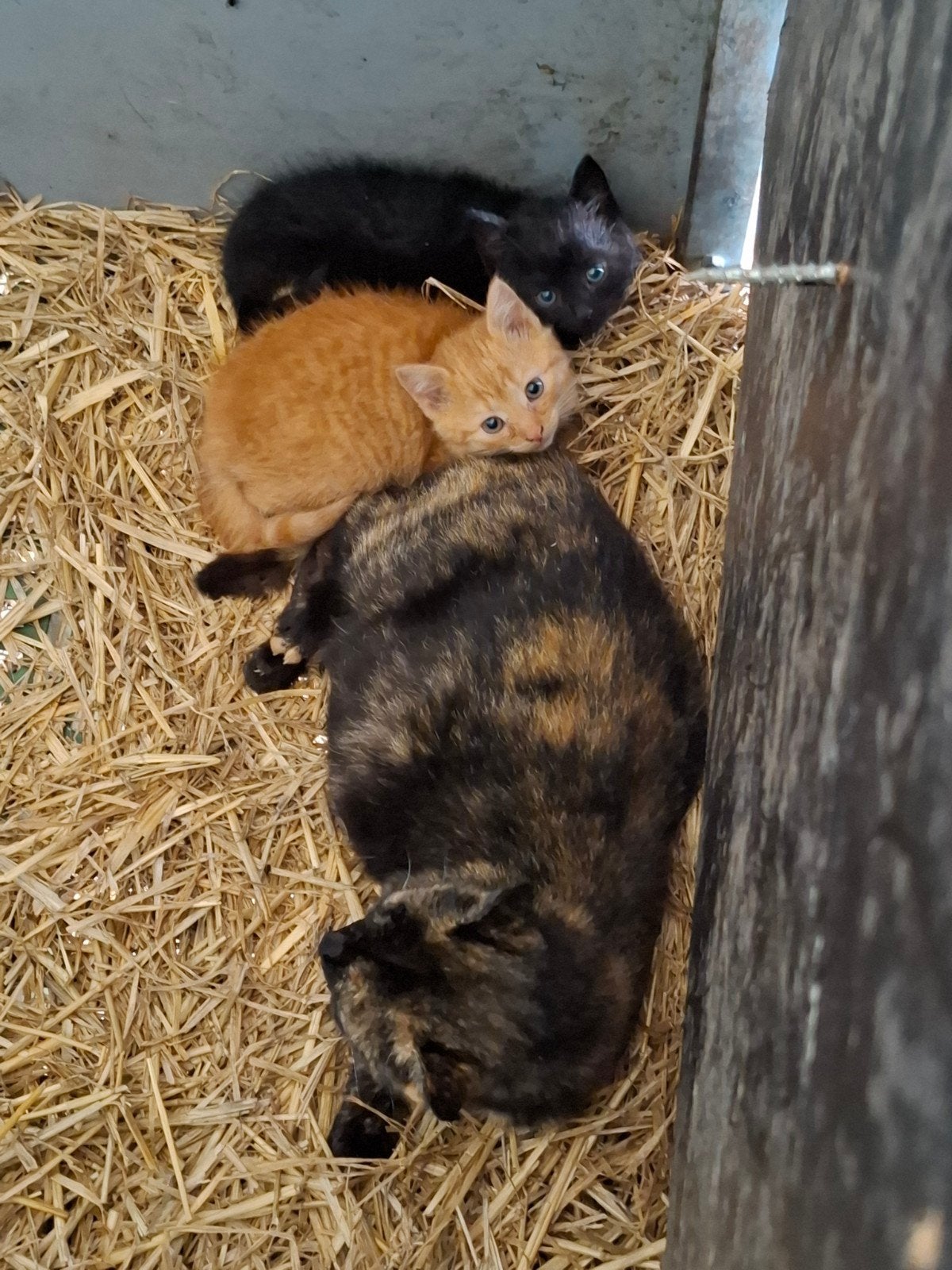 Mooie boerderij kittens, Meerdere dieren, Kortharig, 0 tot 2 jaar