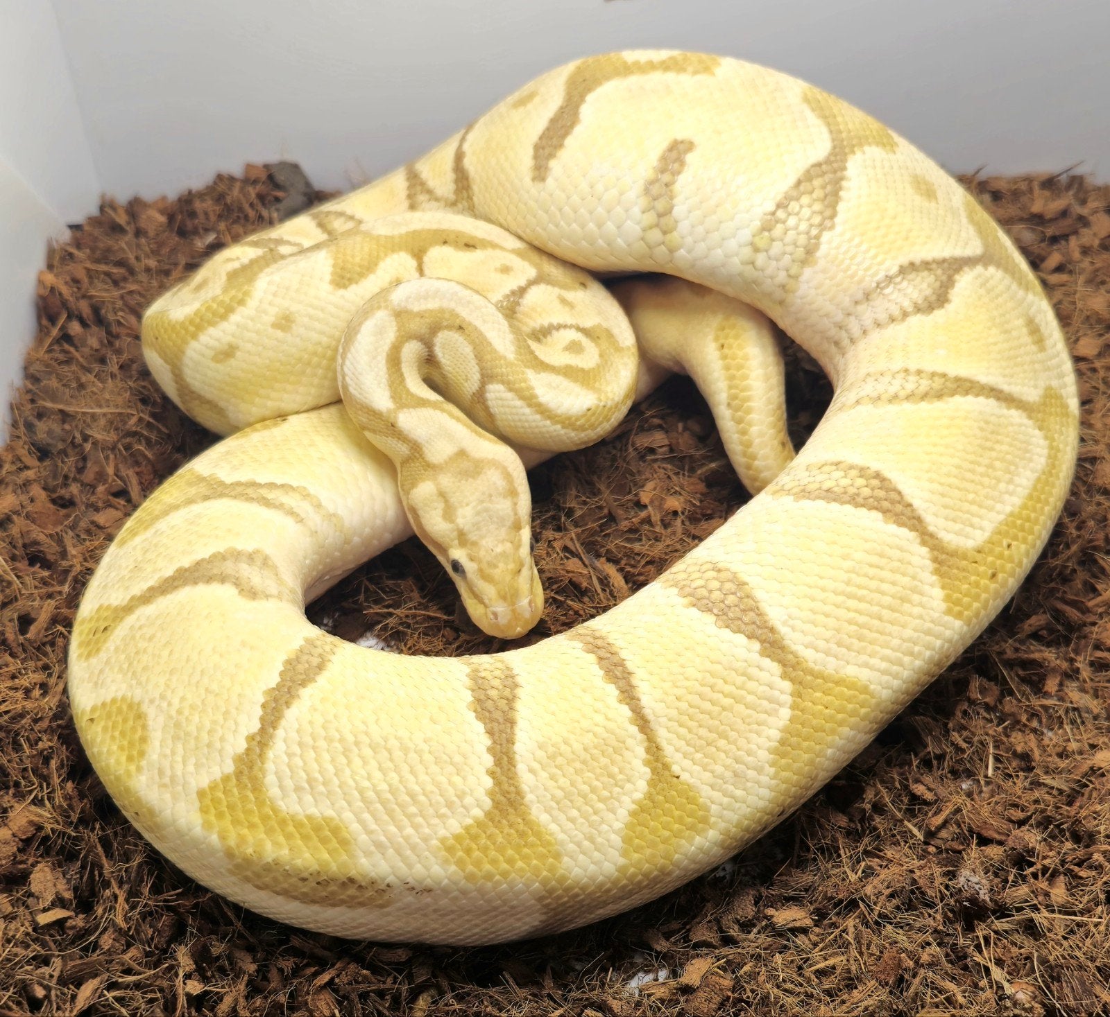 0.1 Banana Enchi Pastel het. Clown, Slang, Tam, 3 tot 6 jaar