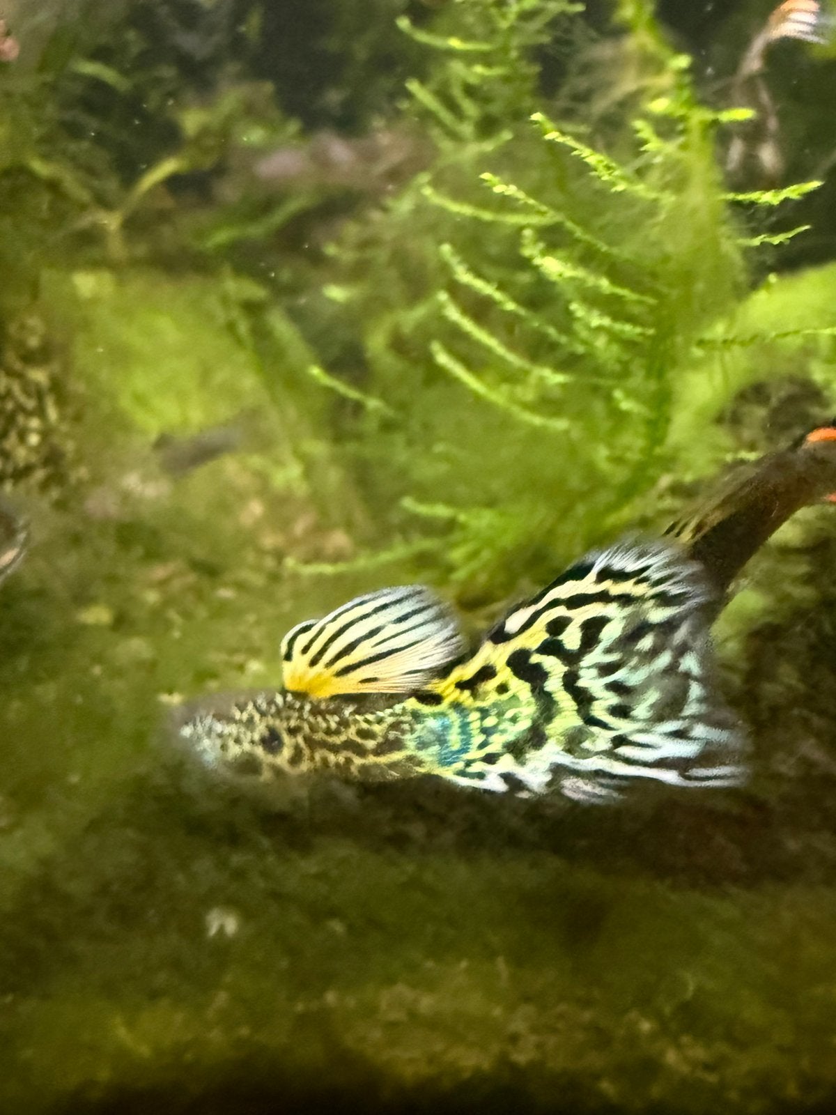 Gup guppen guppies, Vis