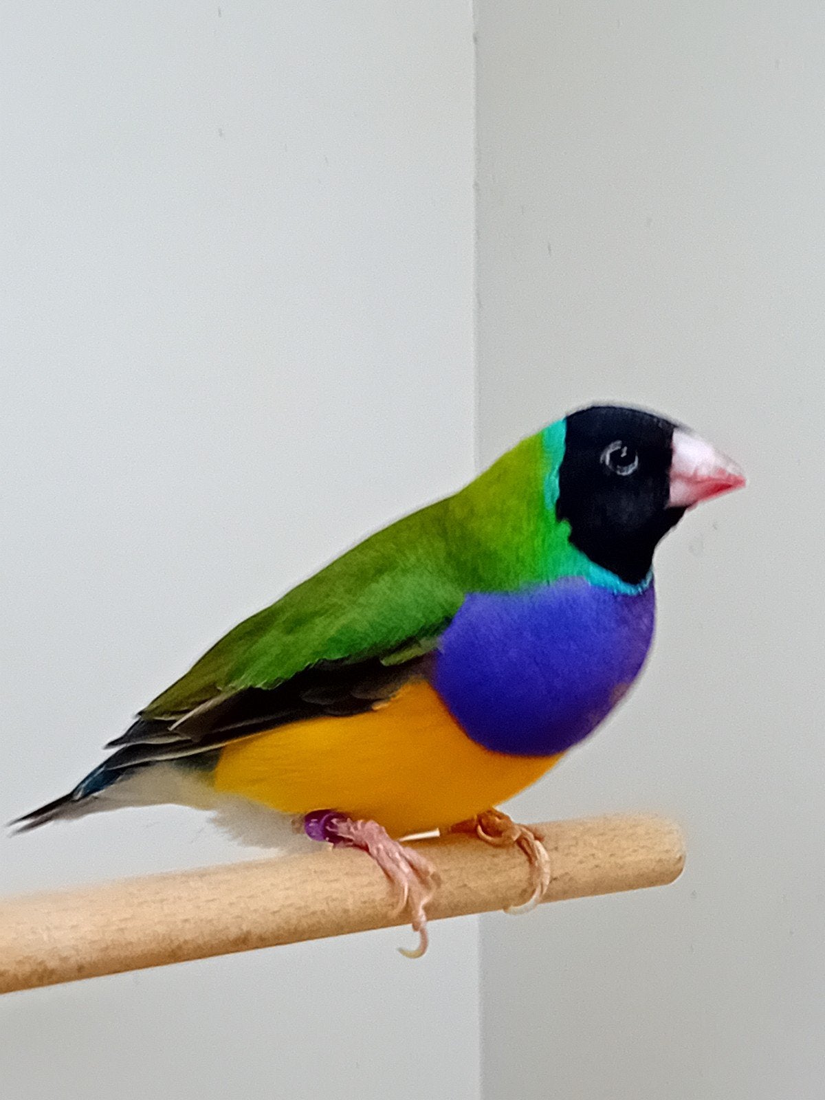 Te koop goldamedines. Zwart kop paarsborst, Dieren en Toebehoren, Vogels | Overige Vogels, Mannelijk