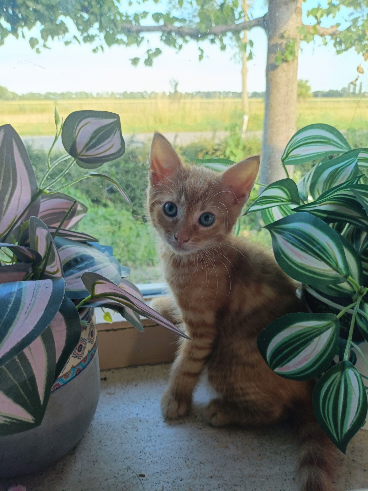Lieve kittens te koop, Dieren en Toebehoren, Meerdere dieren, Kortharig, 0 tot 2 jaar