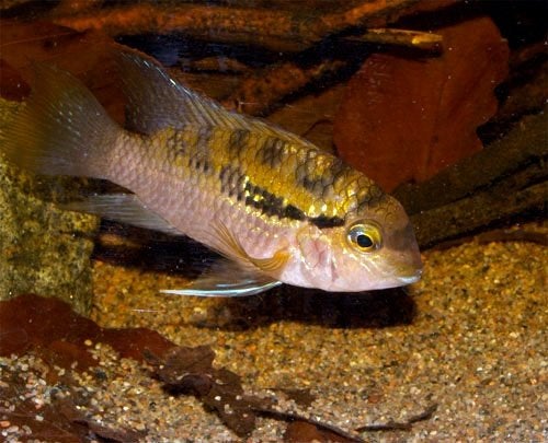 Zuid Amerikaanse Cichliden: Bujurquina vittata, Dieren en Toebehoren, Vissen | Aquariumvissen, Vis, Zoetwatervis
