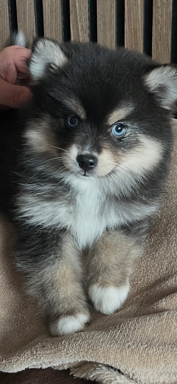 Pomeriaan/ pomsky F3, 8 tot 15 weken, Parvo, Meerdere, Meerdere dieren