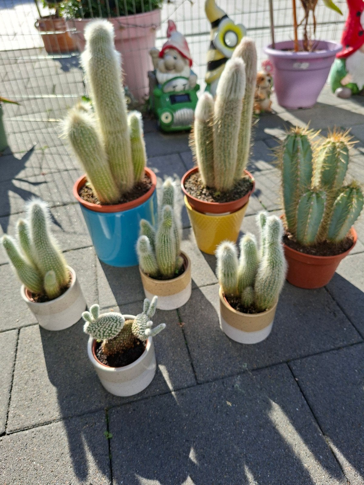7 cactussen, Ophalen, Halfschaduw, Minder dan 100 cm, In pot