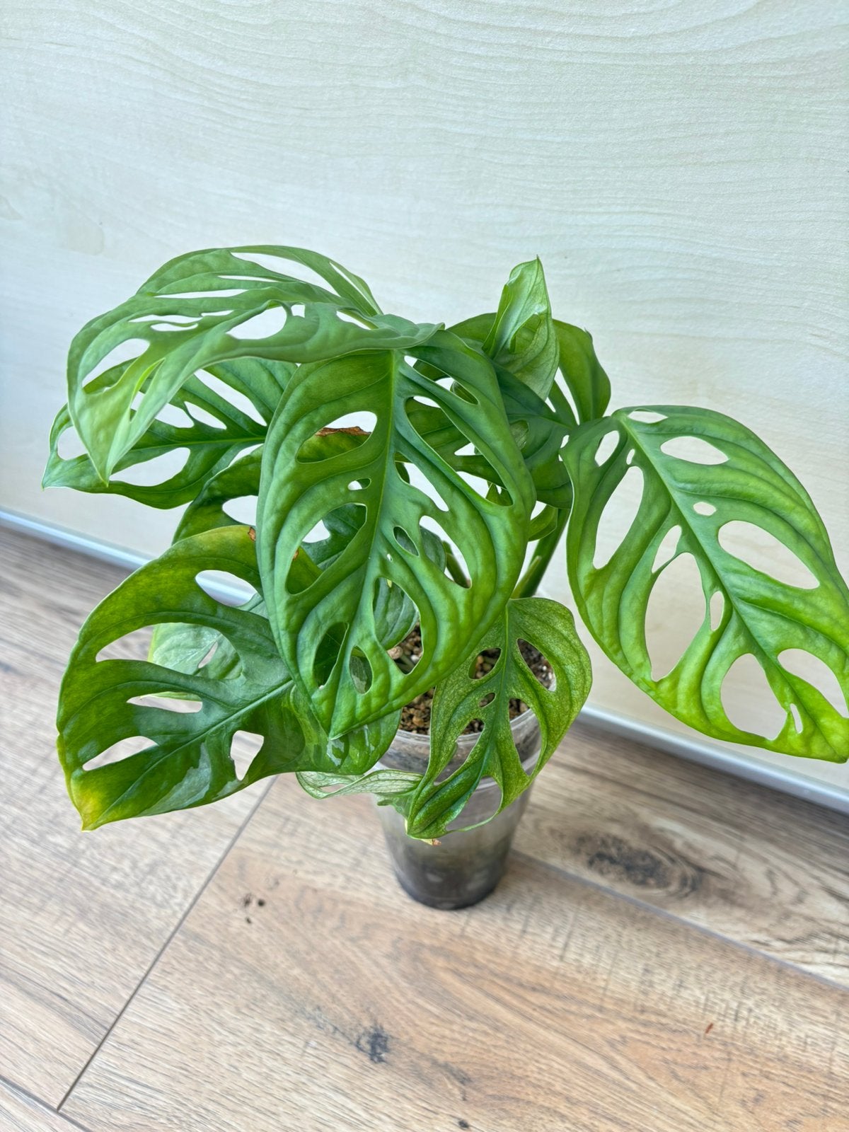 Monstera adansonii mint & tricolor regres, Ophalen of Verzenden, Halfschaduw, Minder dan 100 cm