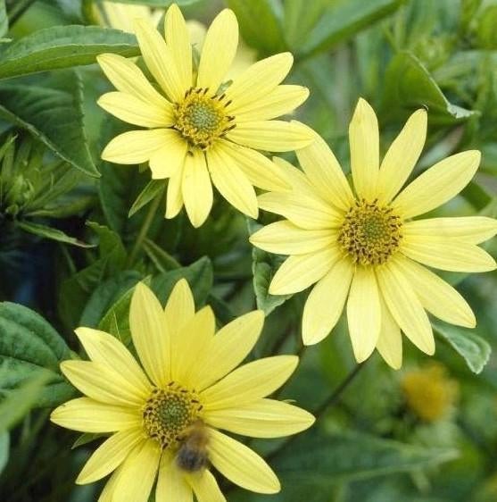 Helianthus 'Lemon queen', Vaste zonnebloem, bijenplant, Tuin en Terras, Planten | Tuinplanten, Ophalen, Vaste plant, Overige soorten