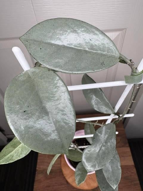Hoya carnosa wilbur graves silver, Huis en Inrichting, Ophalen, Overige soorten, Halfschaduw, Minder dan 100 cm