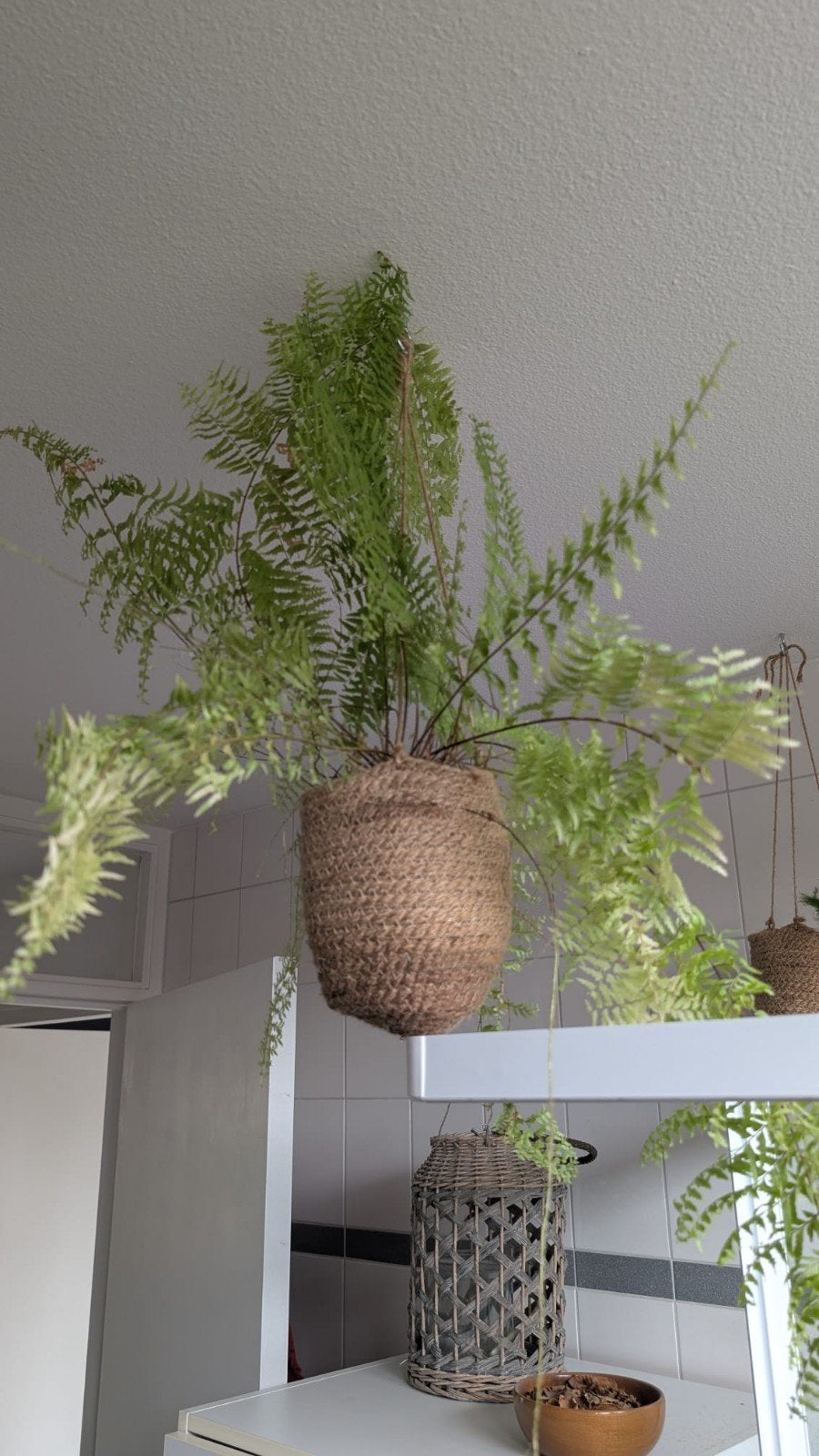 3 hangplanten voor de badkamer, Huis en Inrichting, Ophalen, Volle zon, Minder dan 100 cm