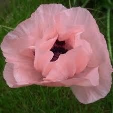 Roze papaver zaden, Ophalen of Verzenden, Volle zon