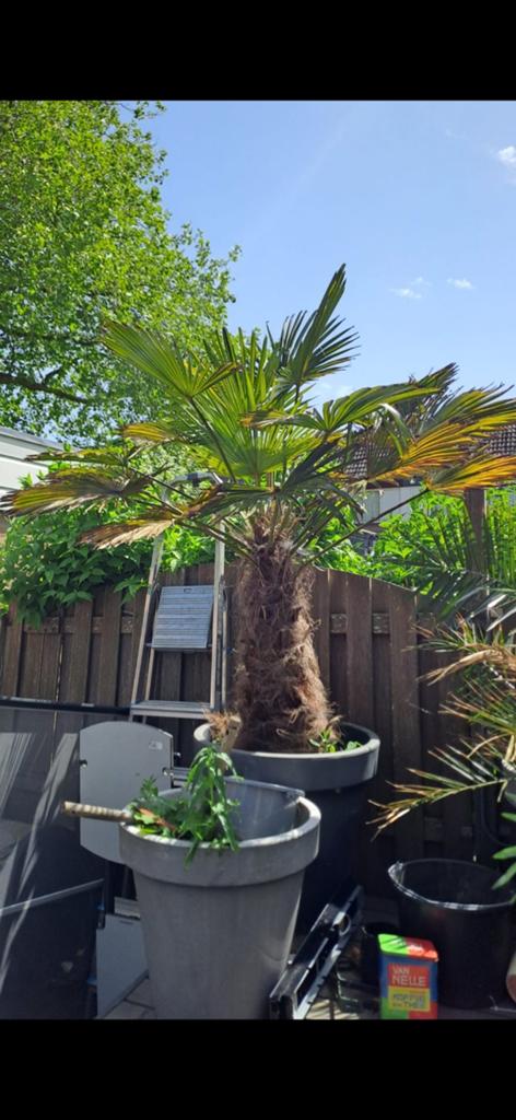 2 prachtige grote palmbomen, Tuin en Terras, Planten | Bomen, 100 tot 250 cm, Zomer, Palmboom, Ophalen