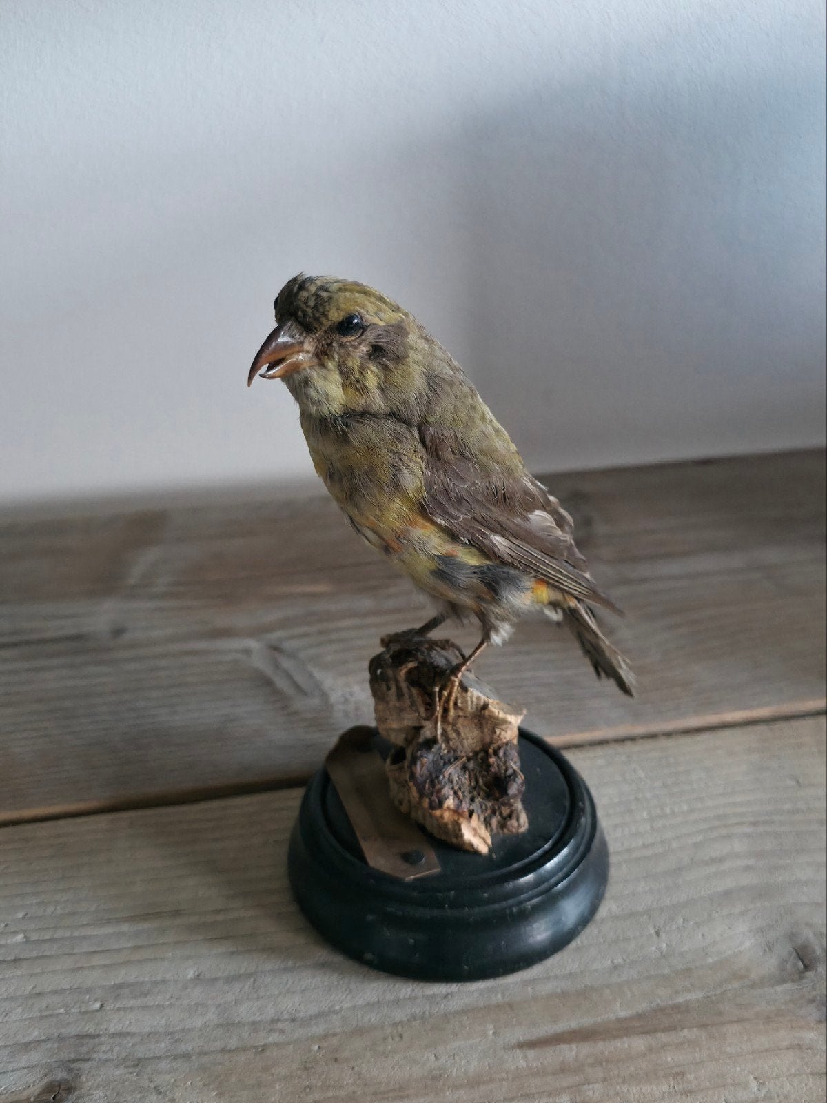 Opgezette vogel Kruisbek (Loxia curvirostra), Verzamelen, Ophalen of Verzenden, Zo goed als nieuw, Vogel, Opgezet dier