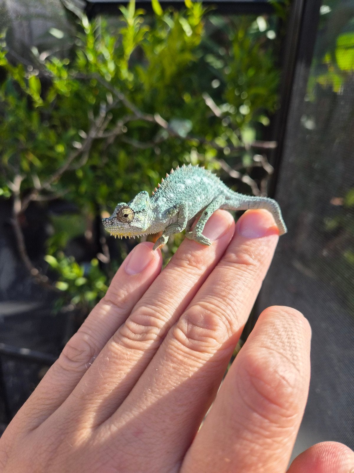Helmkameleon (Trioceros Hoehnelii) nakweek Chameleon photo 13